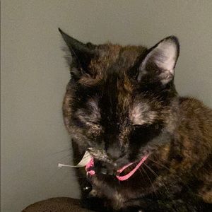 Meet your Posher, Caleb